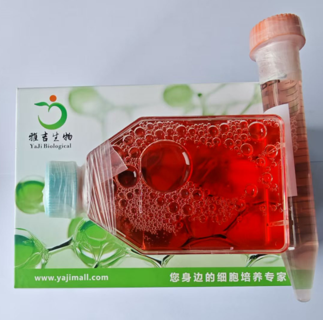 人乳腺导管癌细胞MDA-MB-134-VI